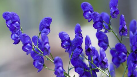Blauer Eisenhut (Aconitum napellus)