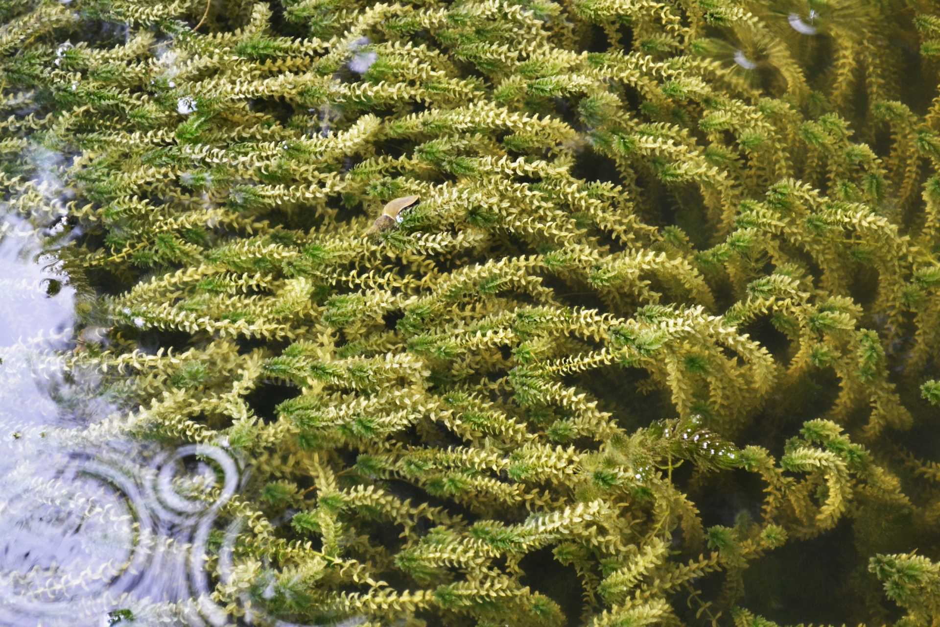 16 Wasserpflanzen gegen Algen für einen sauberen Teich