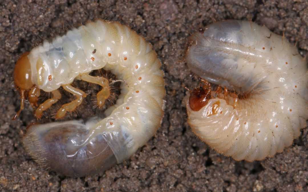 Engerlinge im Rasen: Tipps zur Erkennung und Bekämpfung