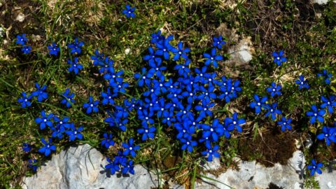 Blauer Frühlings-Enzian (Gentiana verna)