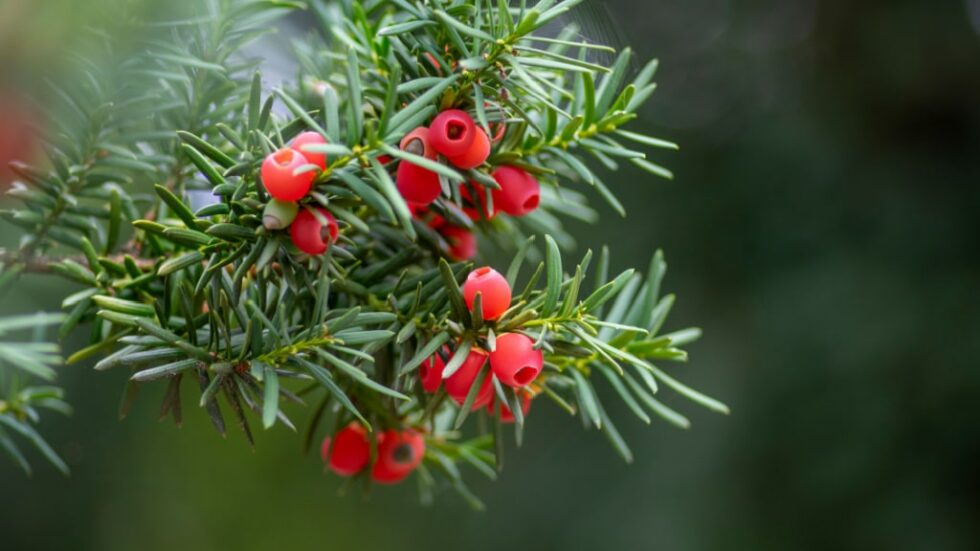 Immergrüne Sträucher mit roten Beeren