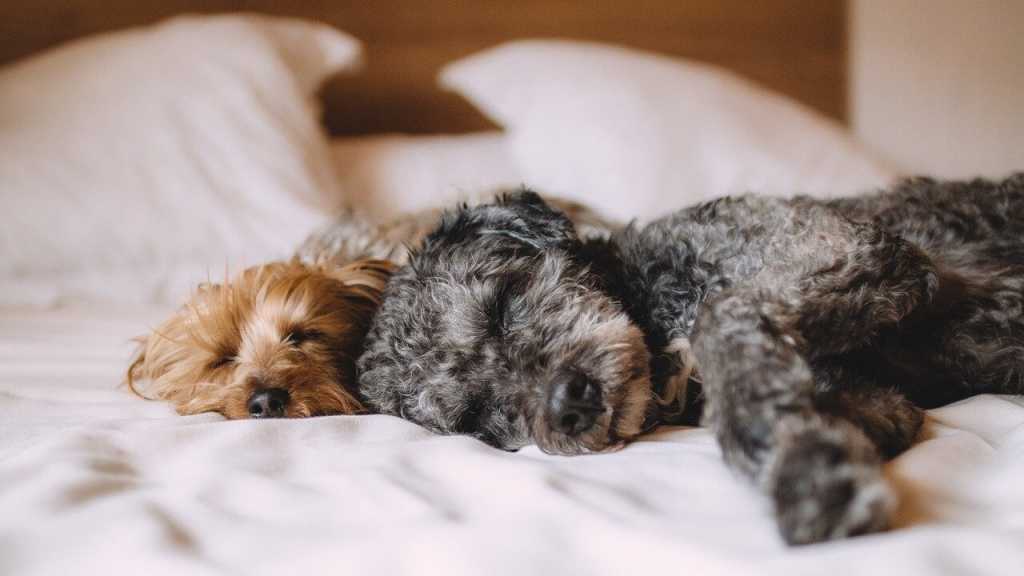 Hunde haben die einzigartige Fähigkeit selektiv zu hören. Das bedeutet, es ist möglich, dass sie laute Musik vollständig ausblenden können. Wenn jedoch jemand in der Küche den Kühlschrank öffnet, kann das sofort wahrgenommen werden.