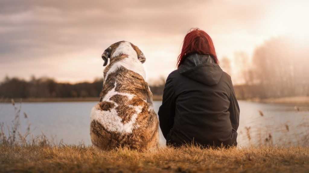 Hunde begleiten den Menschen schon seit 10000 Jahren. Dabei wurden sie zu Anfang als Unterstützung bei der Jagd oder als Hütehunde gehalten.