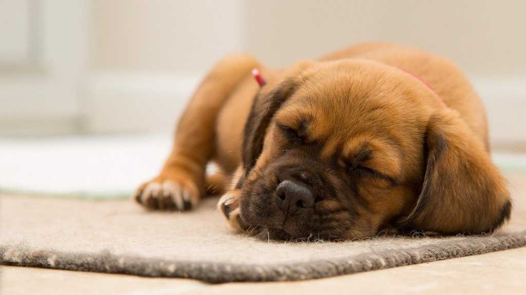 Hunde träumen häufiger als Menschen. Äußerlich erkennt man einen träumenden Hund, am Bellen oder Bewegungen im Schlaf. Dabei träumen sie meist von ganz alltäglichen Dingen.
