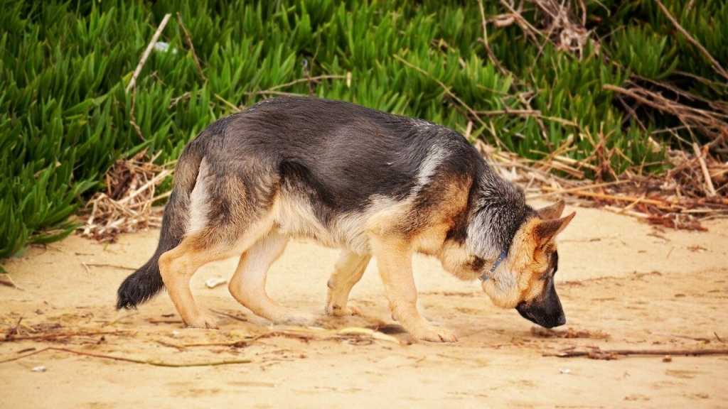 Diesen Fakt über Hunde kanntest du garantiert noch nicht. Hunde erkennen das Magnetfeld und richten sich nach diesem, wenn sie ihr Geschäft verrichten. Dieses Verhalten wurde zudem auch bei anderen Säugetieren festgestellt.