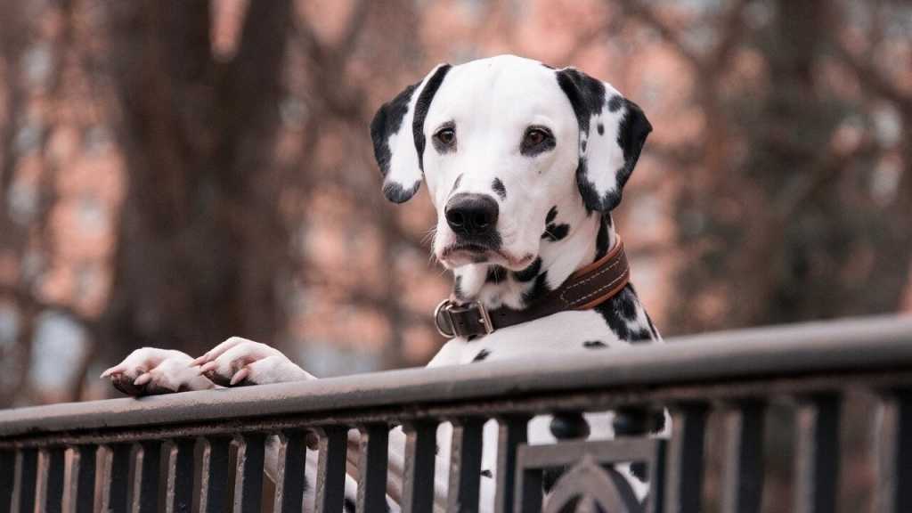 Ungefähr jeder dritte Dalmatiner ist auf einem Ohr taub. Das hängt mit einem Gendeffekt zusammen, welcher auch für das gefleckte Fell der Hunde verantwortlich ist.