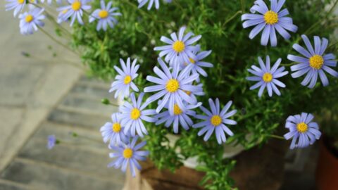Blaue Kapaster (Felicia amelloides)