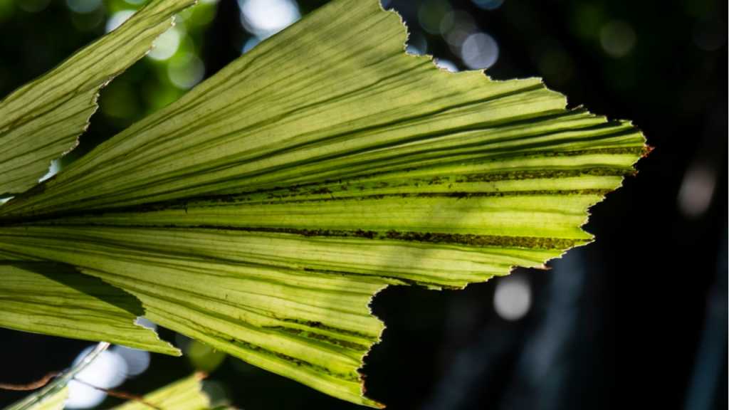 The fishtail palm is one of the indoor plants that need a lot of light.