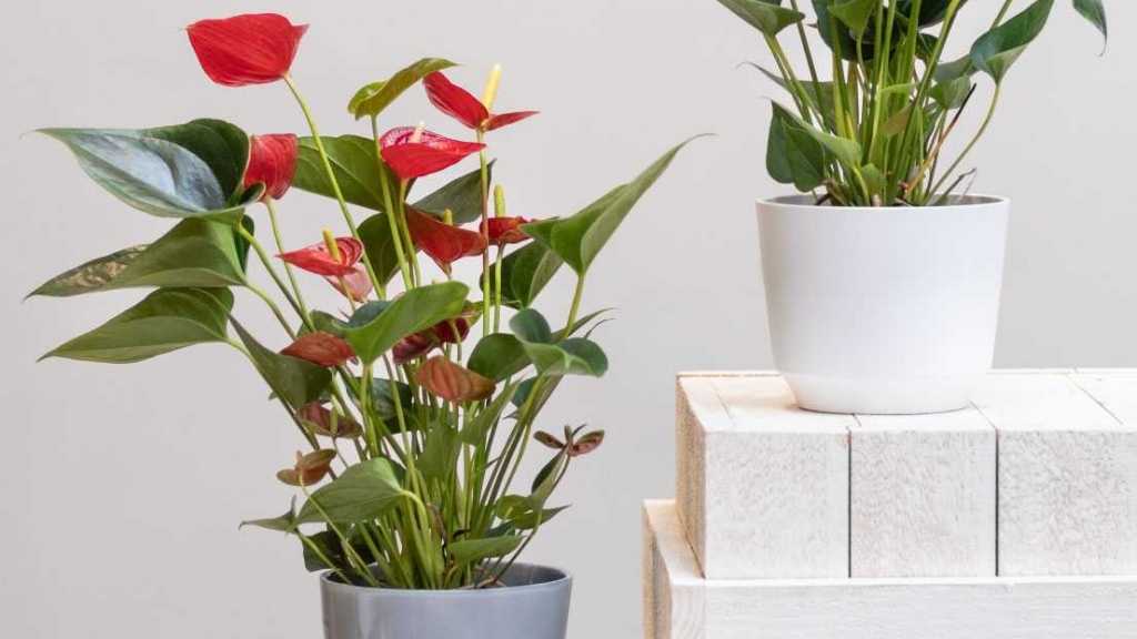10 wunderschöne blühende Zimmerpflanzen für Ihr Zuhause