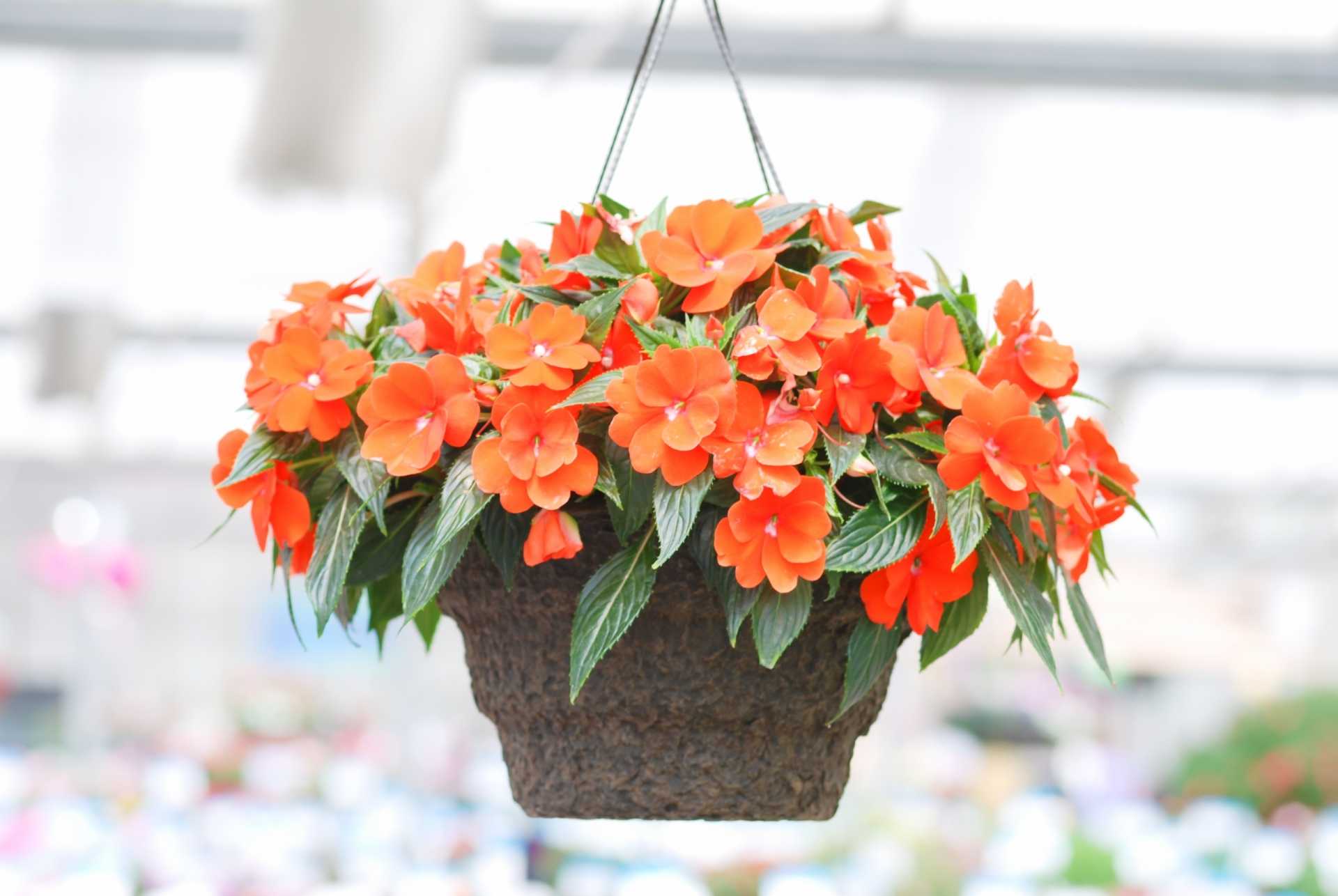 19 Blumen für Blumenampeln, die Außenbereiche verschönern