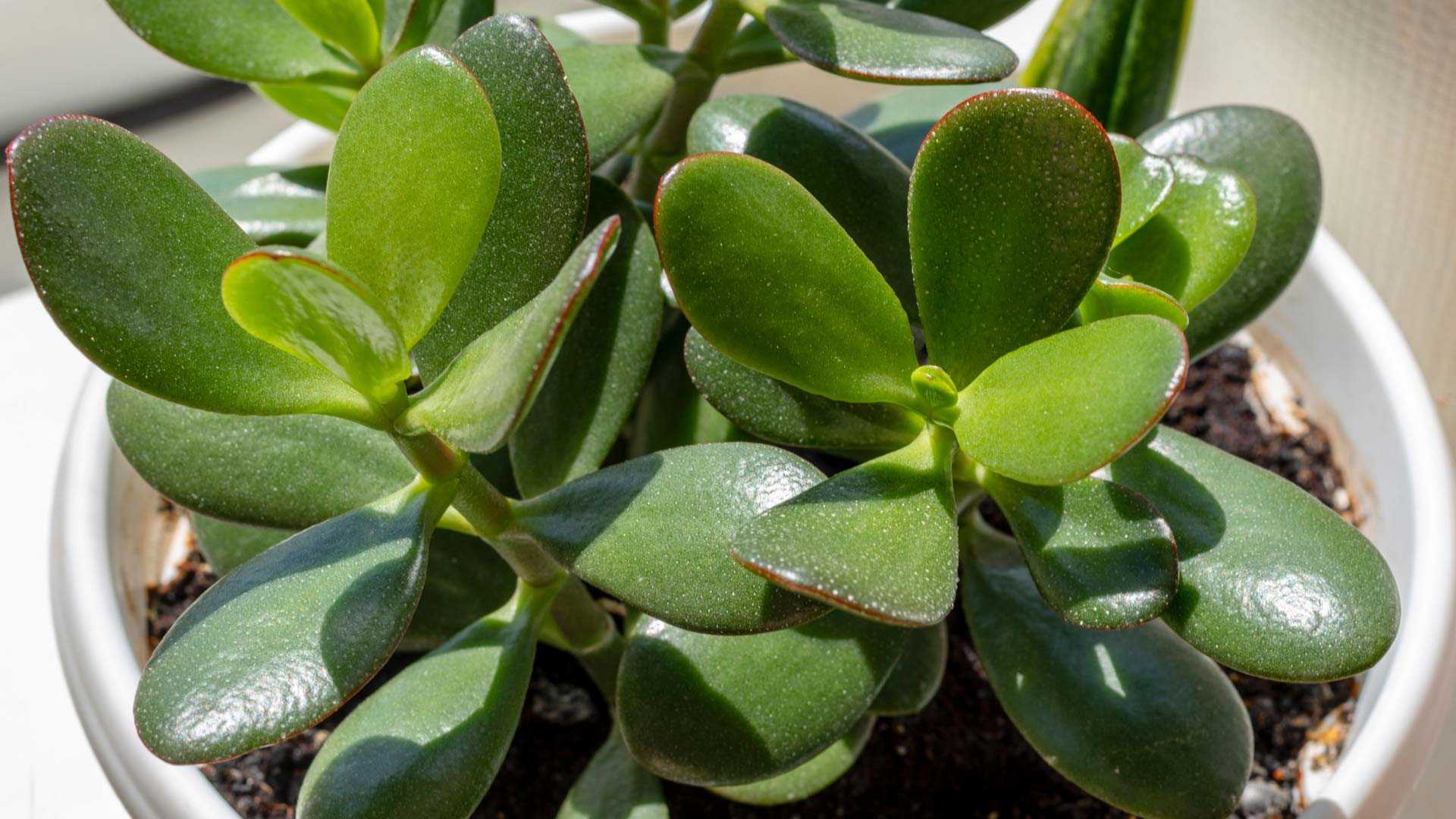15 beliebte Zimmerpflanzen für Ihr Zuhause Haus & Garten Profi