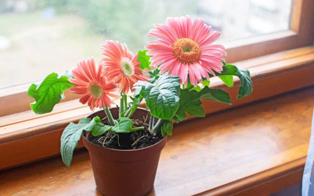 Gerbera im Topf: Alles, was Sie über die Pflege wissen müssen