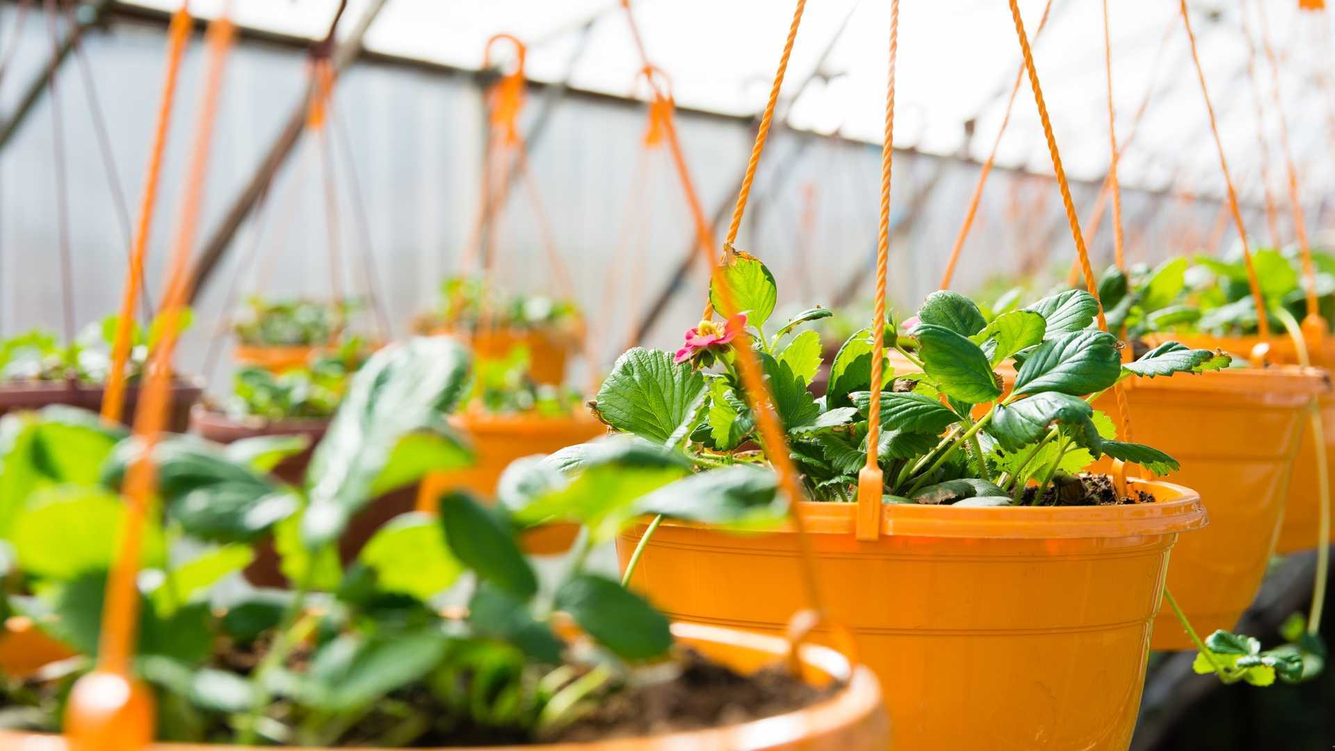 Gewächshaus Zubehör: Die 10 besten Hilfsmittel für Ihr Gewächshaus