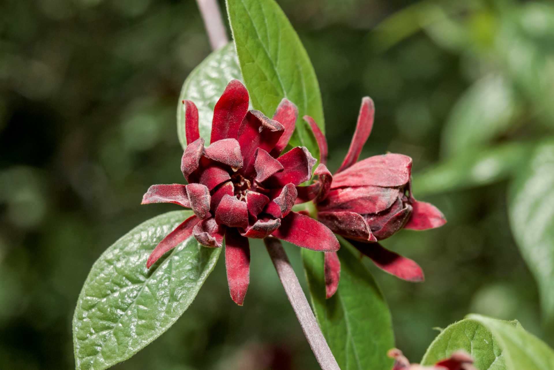 25 robuste Kübelpflanzen für Sonne & Frost