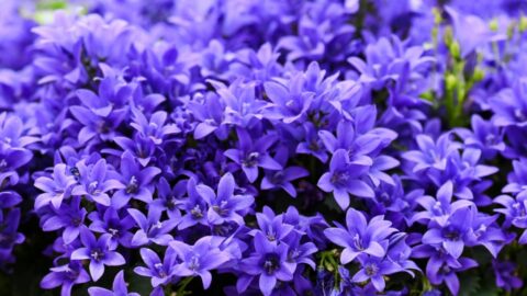 Blaue Wiesen-Glockenblume (Campanula patula)