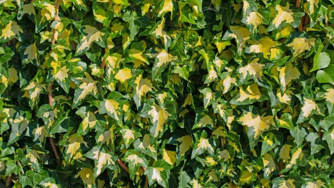 55+ Rankpflanzen Für Den Garten, Erfahren sie alles über beliebte