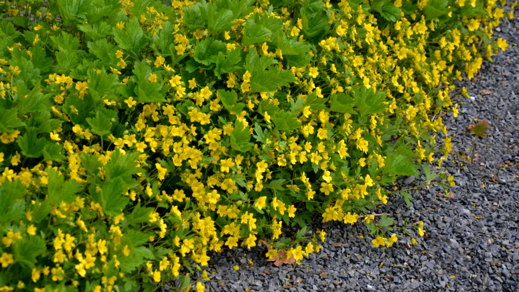 Golderdbeere begeistert als Bodendecker oder Einfassung für Gartenwege 