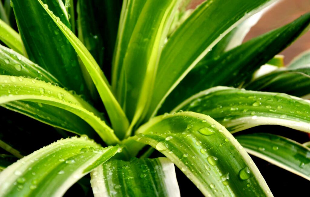 Grünlilie (Chlorophytum comosum)