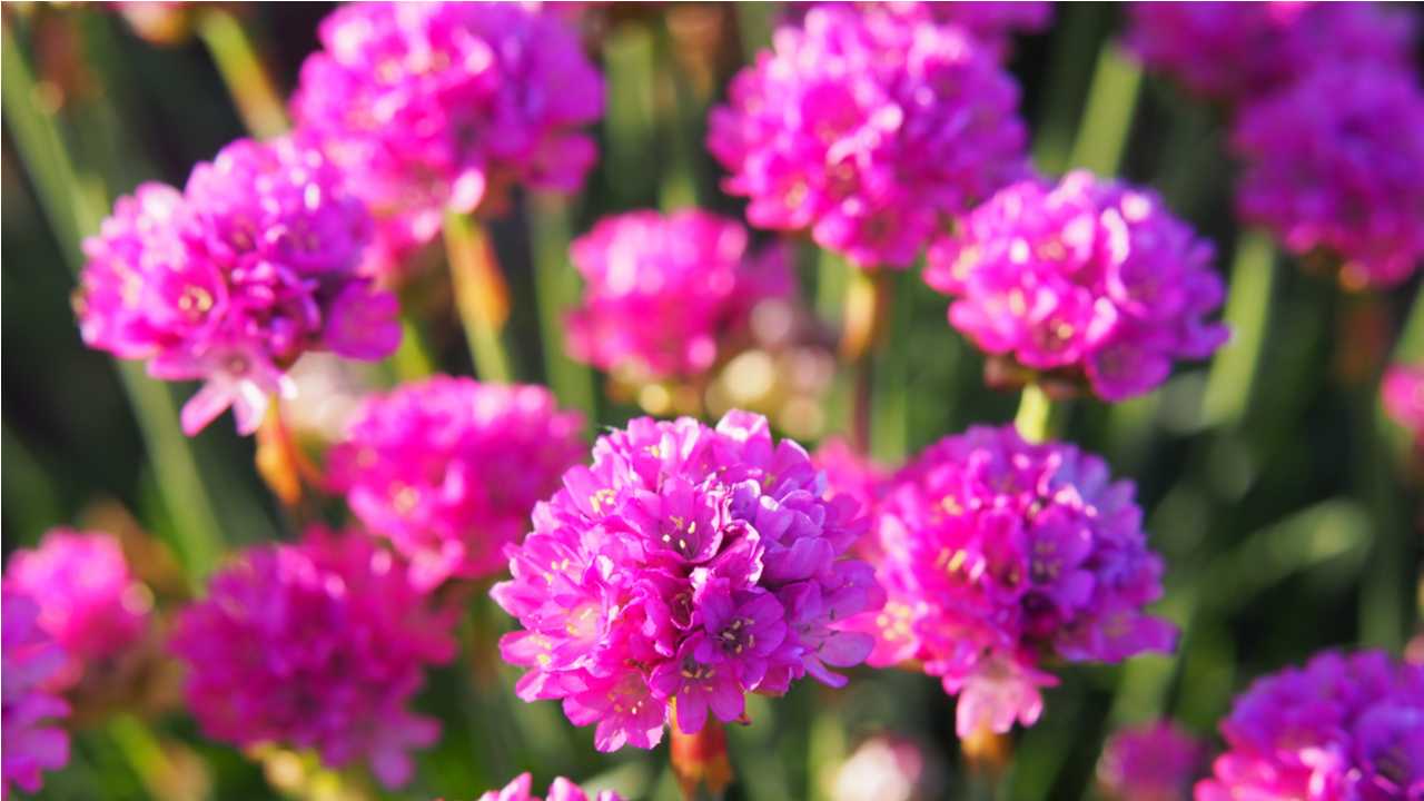 15 Bodendecker blühend & winterhart für den Garten