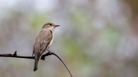 30 heimische Vögel im Garten bestimmen und erkennen 🐦