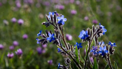 Blaue Große Ochsenzunge (Anchusa azurea)