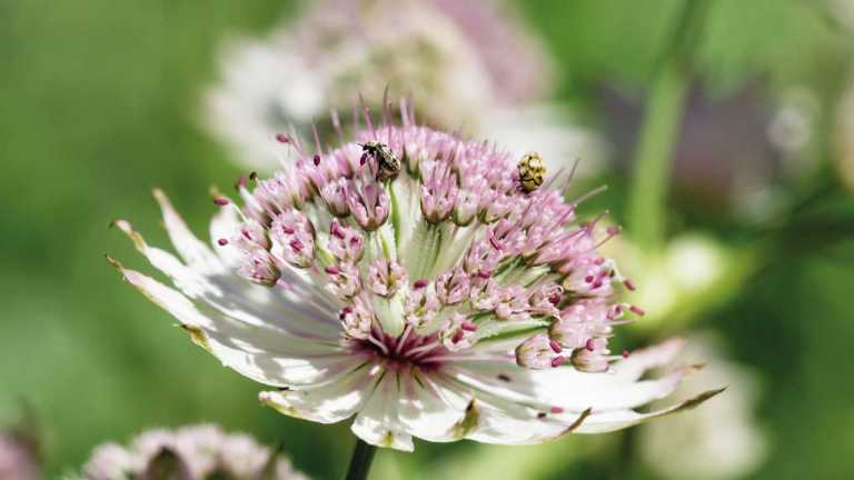 13 bienenfreundliche und winterharte Pflanzen für Ihren Garten