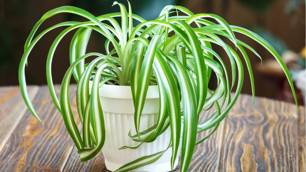 Spider plants should be watered often from March to November.