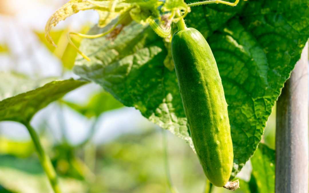 Gurkenkrankheiten im Gewächshaus – Das können Sie gegen die typischen Krankheiten tun