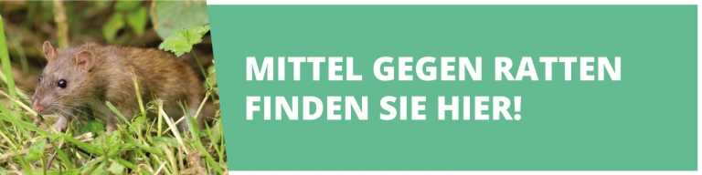 Ratten im Garten erkennen und effektiv bekämpfen