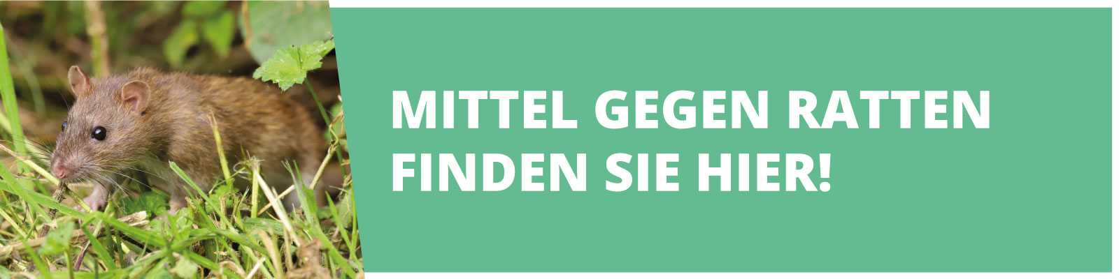 Ratten im Garten erkennen und effektiv bekämpfen