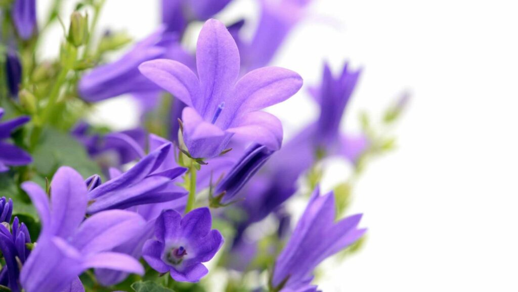 Die Hängepolster-Glockenblume schmückt mit ihren himmelblauen Blüten und kaskadenartigem Wuchs jede Gartenmauer.