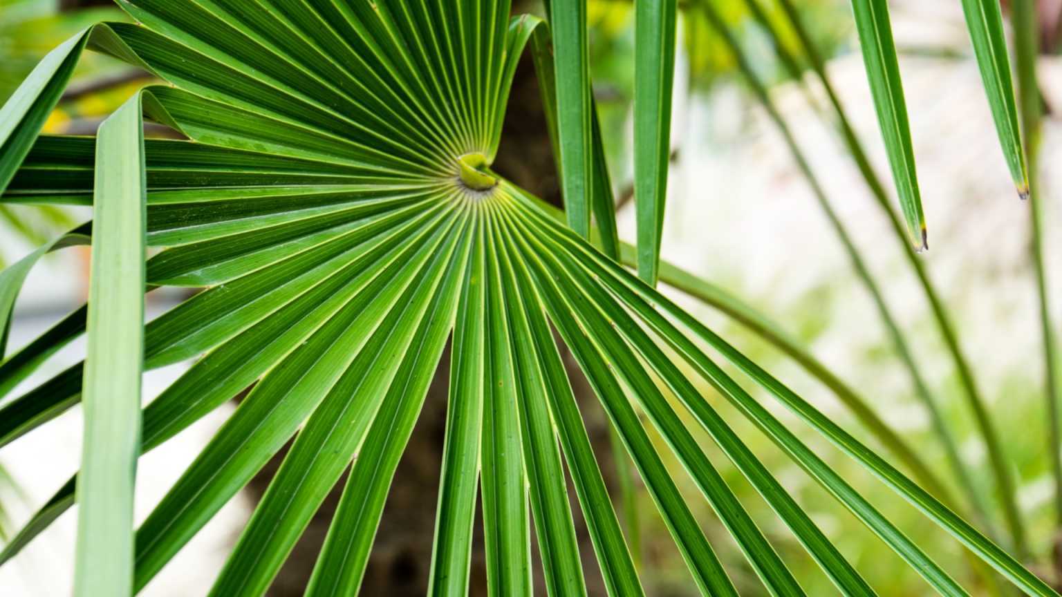 Hanfpalmen Pflege - Standort, Gießen, Düngen & Umtopfen
