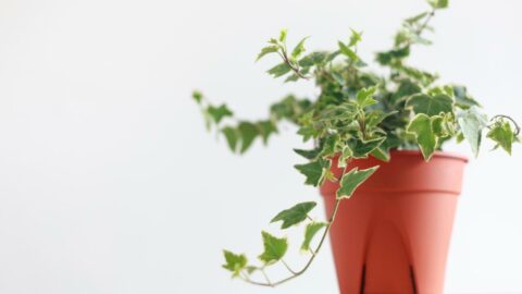 Tipps für die Efeu Pflege Hedera Helix