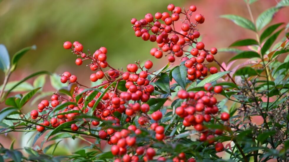 Immergrüne Sträucher mit roten Beeren