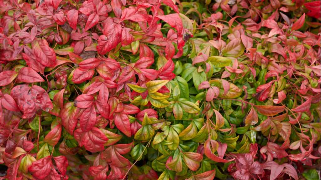 Sacred Bamboo is a color changing houseplant.