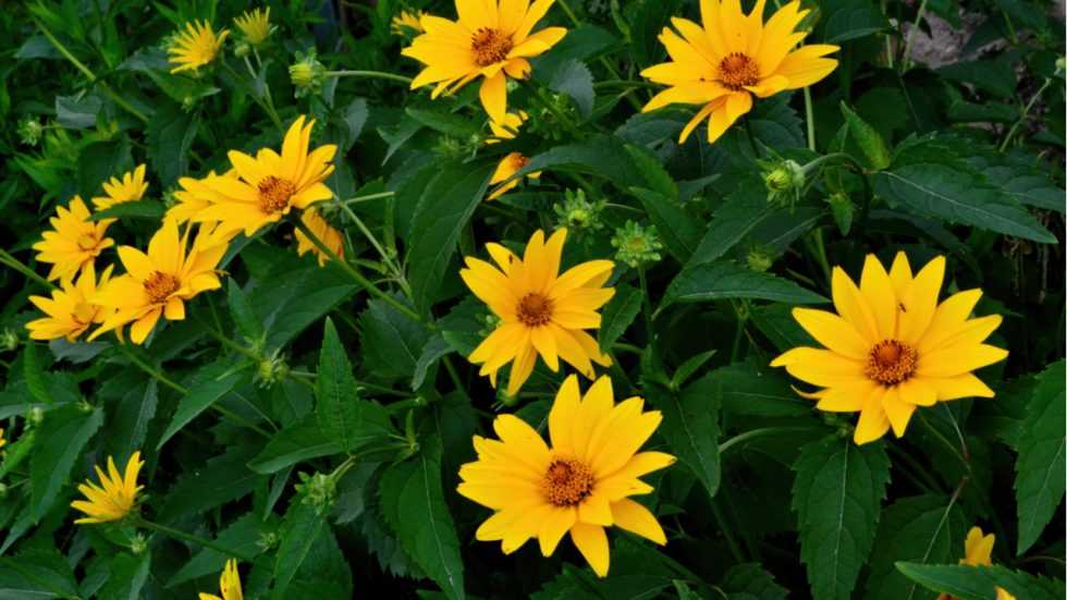 15 Stauden, die sich für sonnige Standorte im Garten eignen