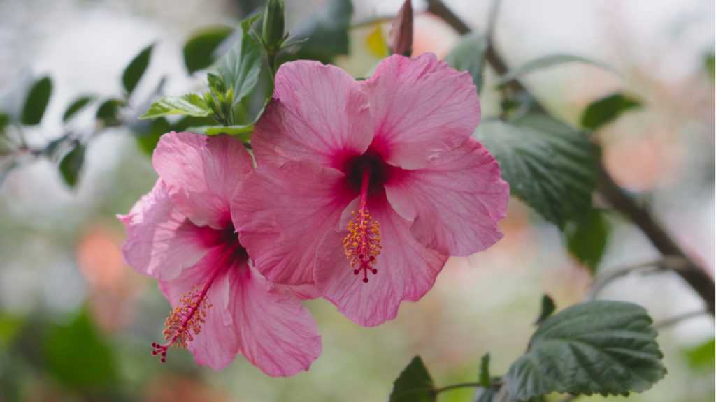 Hibiskus im Freien.