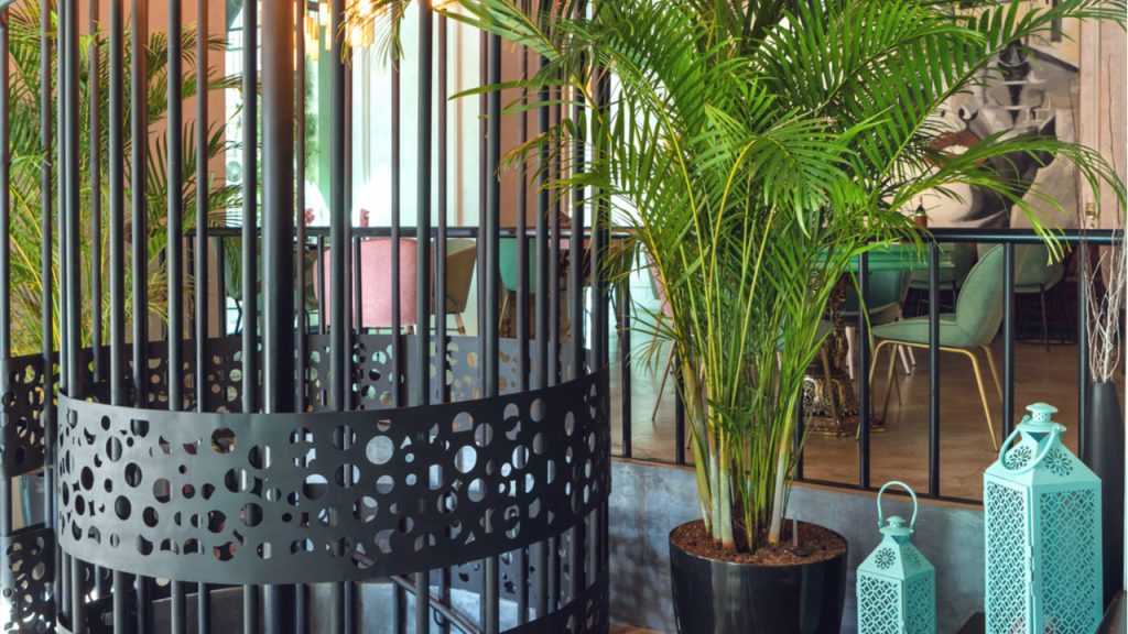 Kentia-Palme im Topf.