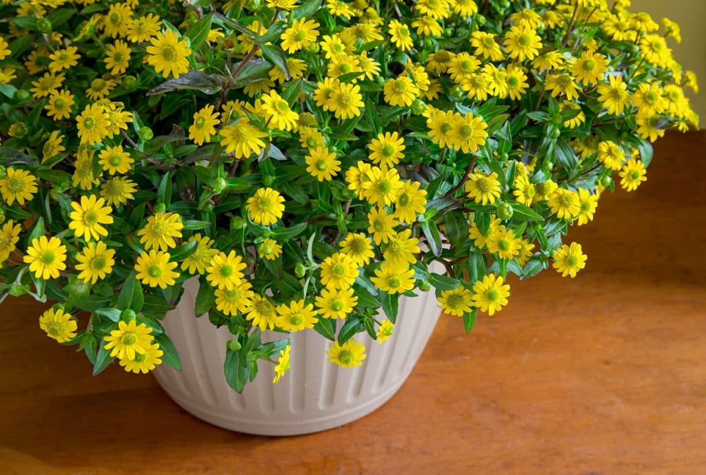 Die Blüten des Husarenknopf