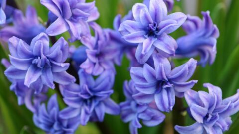 Blaue Gartenhyazinthe (Hyacinthus orientalis)