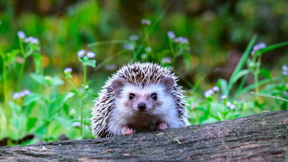 Wer gräbt da im Garten? Tiere erkennen & Expertentipp nutzen