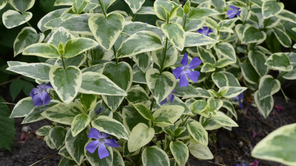 Vinca major variegata begeistert sowohl mit ihrer Blüte als auch mit dekorativer Blattzeichnung 