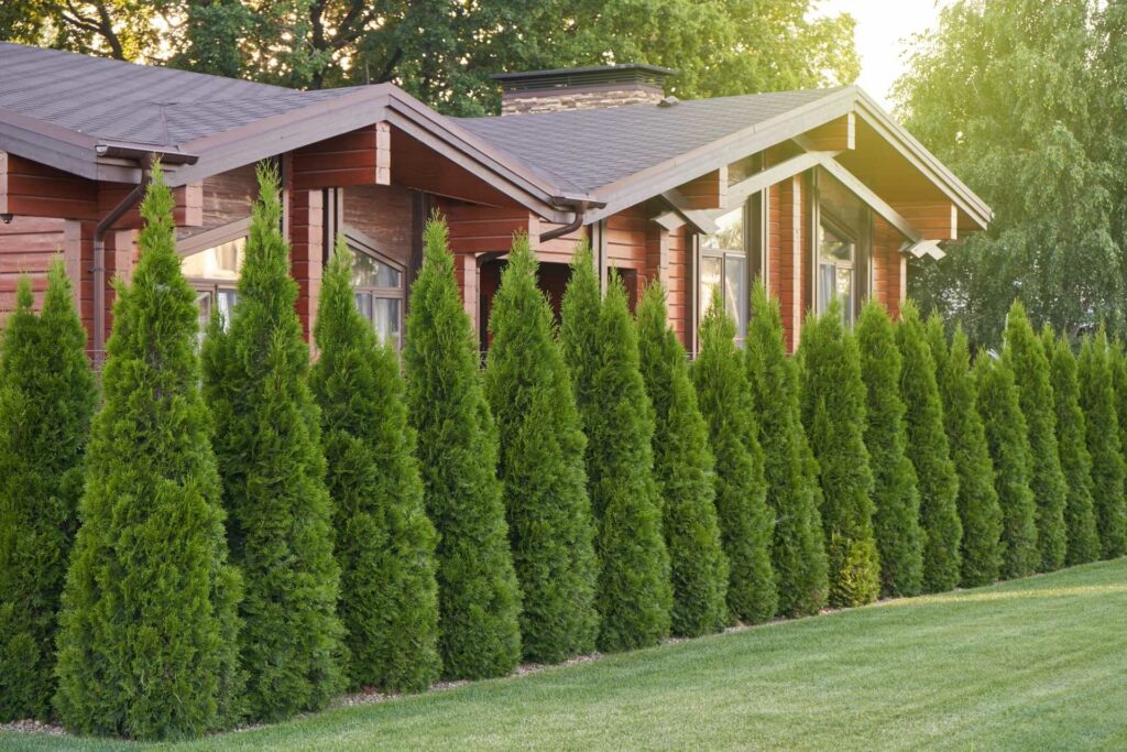 Thuja