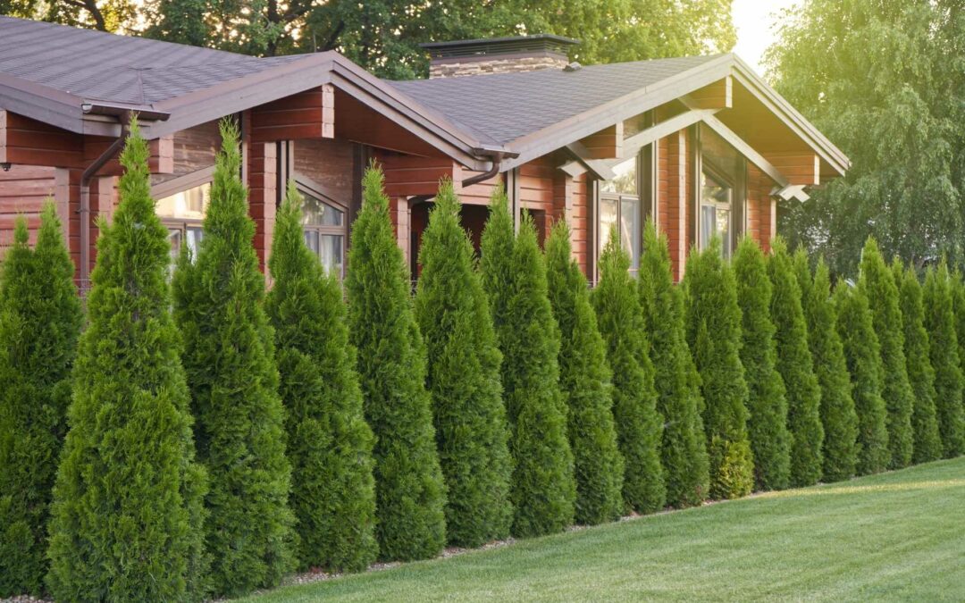 Wann ist das Schneiden der Hecke erlaubt?