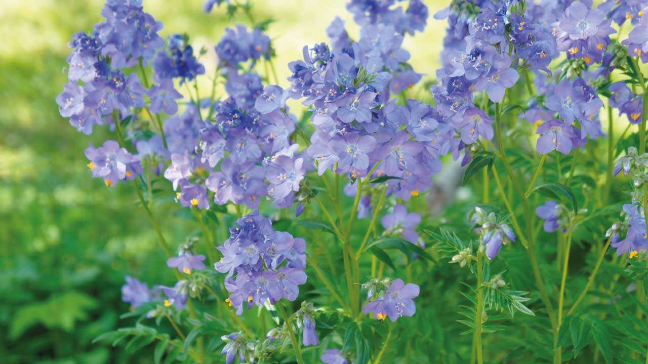 13 bienenfreundliche und winterharte Pflanzen für Ihren Garten
