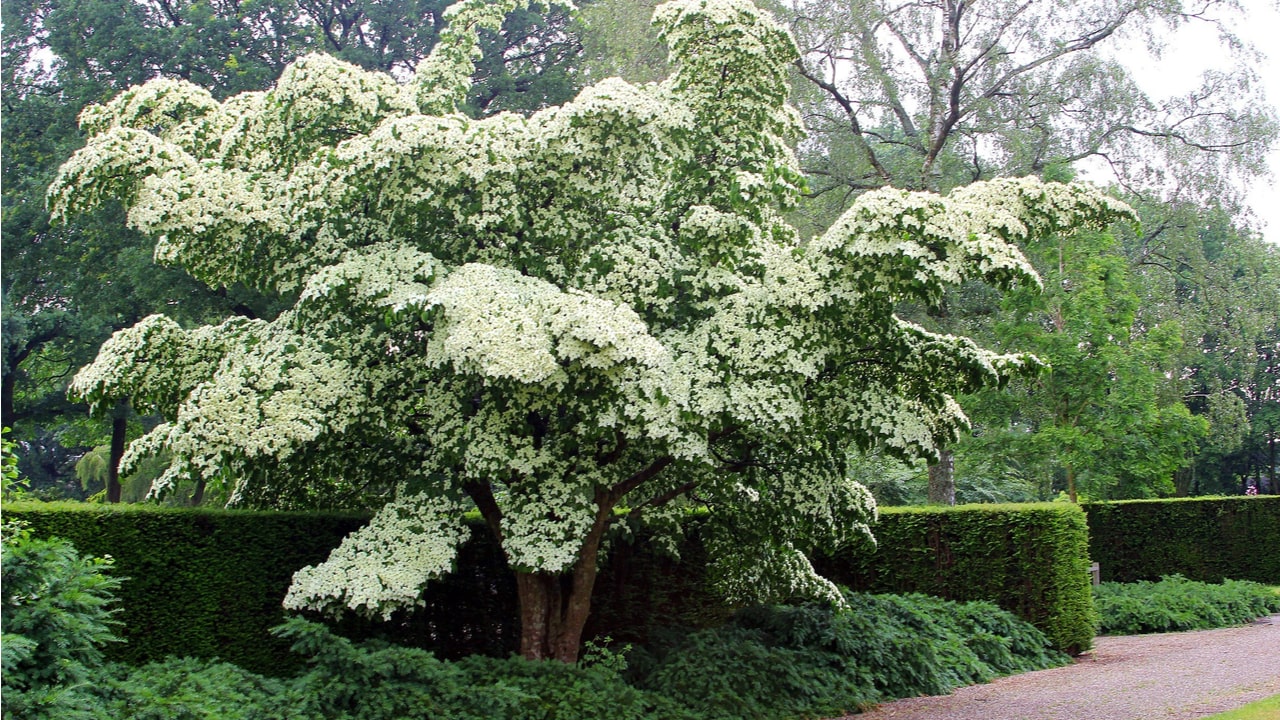8 Bäume mit weißen Blüten beruhigend und wunderschön
