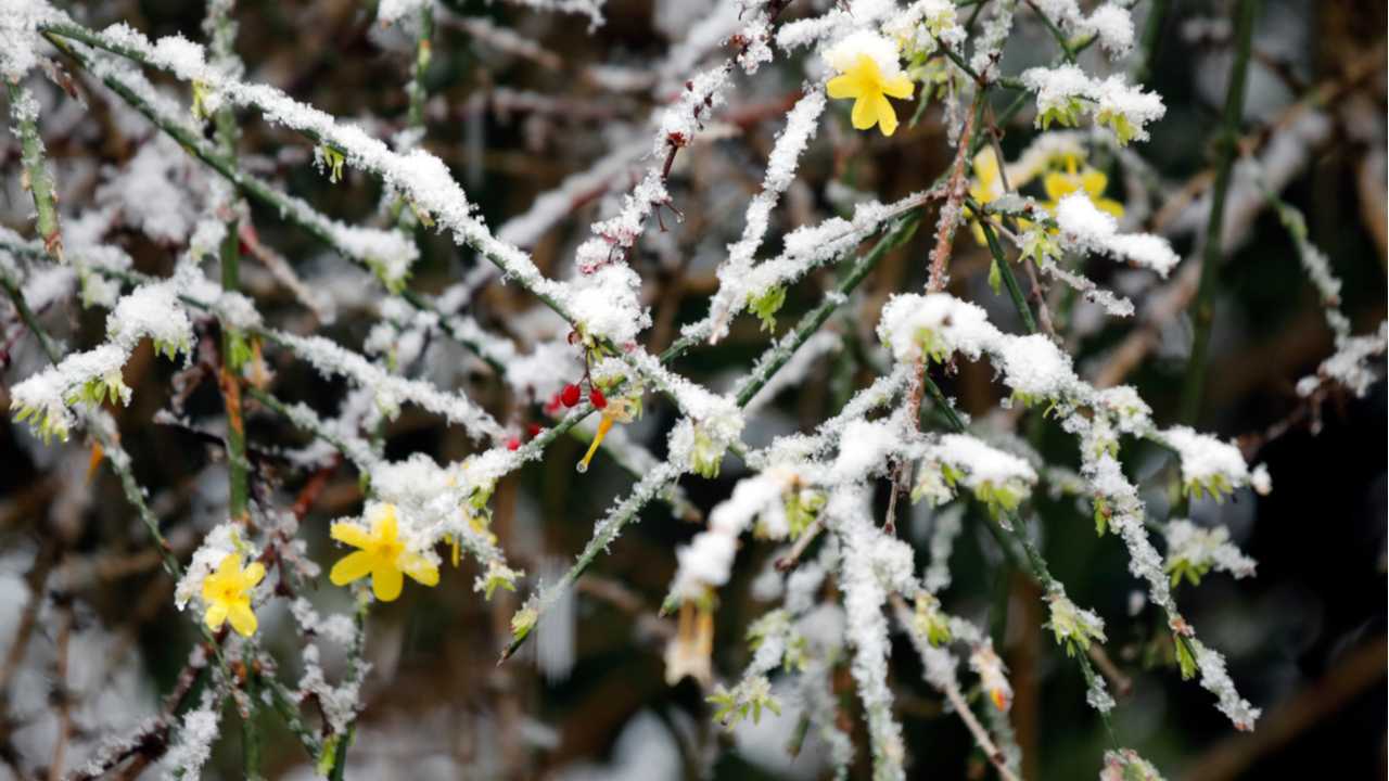 Jasmin überwintern Tipps und Tricks