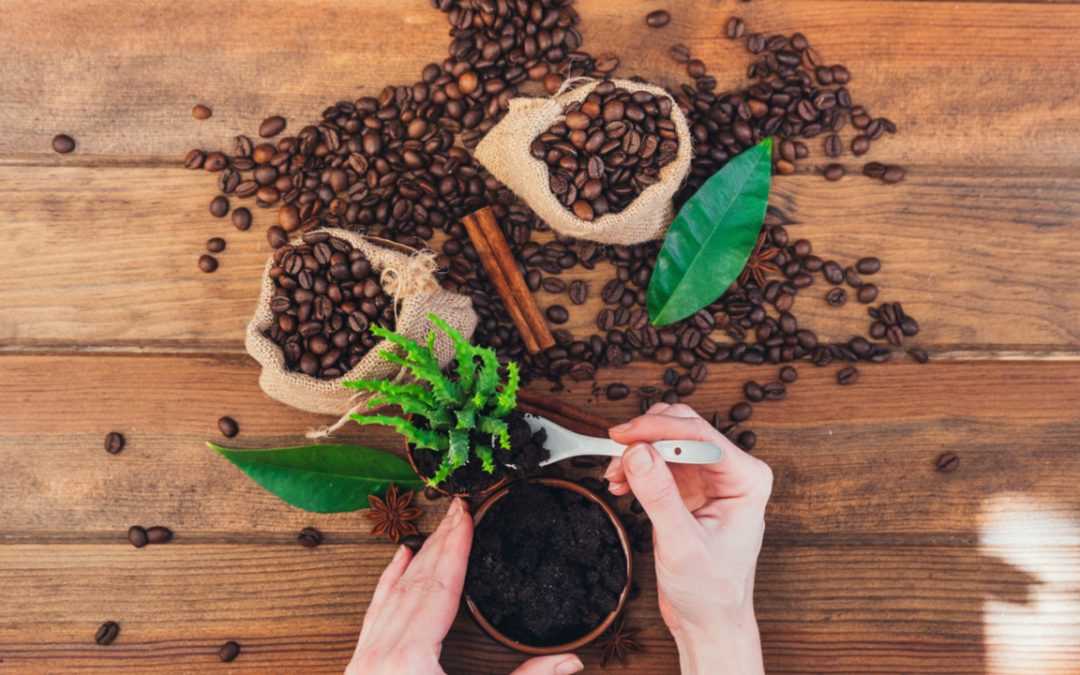 Kaffeesatz als Dünger – Für welche Pflanzen geeignet?