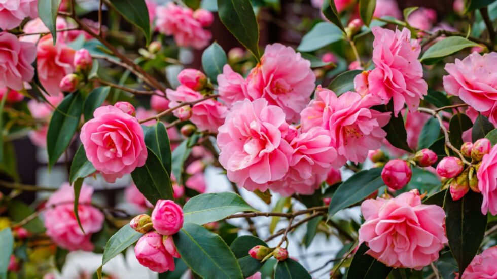 Blumen im Januar 8 Blumen, die am Jahresanfang blühen