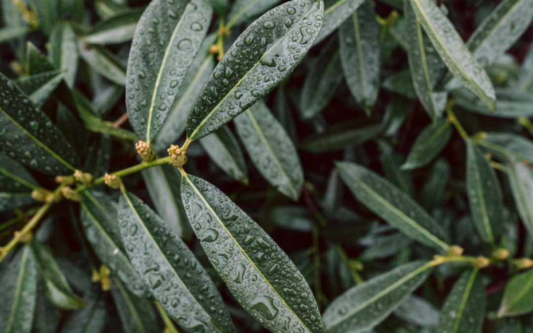 13 Immergrüne winterharte Sträucher für den optimalen Sichtschutz